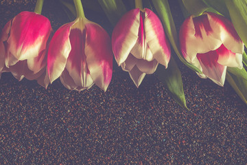 Delicate red and pink and white flowers tulips on a rough background of small stones. Background. Copy space.