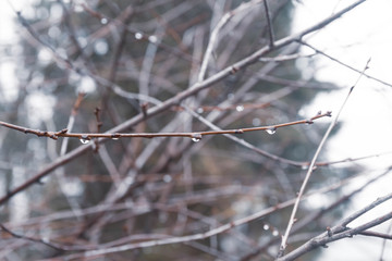 The branches of the Bush are dripping with rain and melted snow in the spring. Thaw. Background.