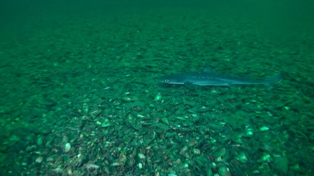 Spiny dogfish (Squalus acanthias): the camera is slowly approaching the shark lying on the bottom.