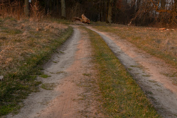 the long country road goes