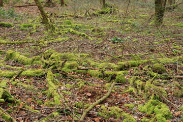 A woodland scene in the Blackwood forest with branches covered in green moss
