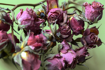 dried violet roses on pistachio background
