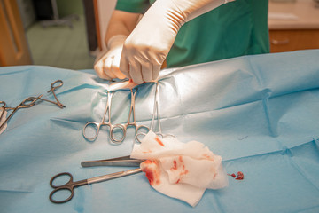 closeup of hands and surgical instruments during abdominal surgery in veterinary clinic