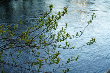 Spring season besides a beautiful natural river