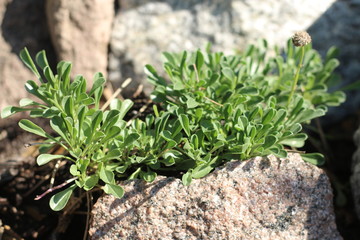 kulnik sercolistny globularia cordifolia