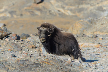 Fototapeta premium Muskox (Ovibos moschatus) in Greenland tundra