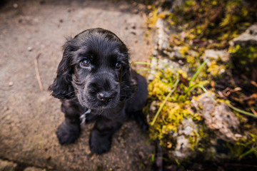 English Cocker Spaniel puppy