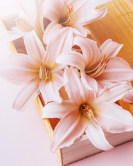 Beautiful pink lily flowers in a gift box flat lay on pastel table top, spring card, top view. Spring or summer card with flowers, top view, copy space