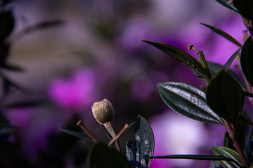 Broto de flor em foco com fundo desfocado