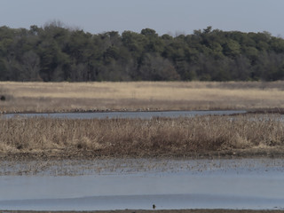 Wetlands Surrounded by Forest