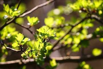 Blätter in frischem Frühlingsgrün