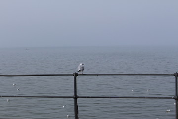 White seagulls perched on the railing in a foggy weather on the coast of Lake Constance (Bodensee) in Bregenz, Vorarlberg, Austria.