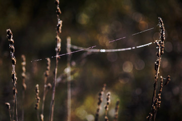 Blurred bokeh background, spider web threads in the meadow, medium grass