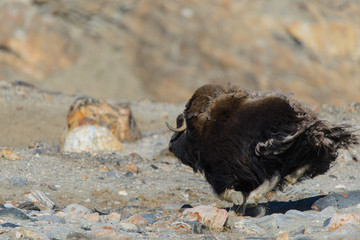 Muskox (Ovibos moschatus) in Greenland tundra
