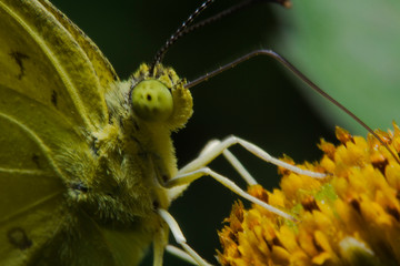 Closeup a beautiful yellow butterfly face on the flower help pollination the plants
