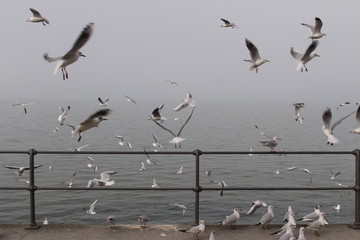 White seagulls perched on the railing in a foggy weather on the coast of Lake Constance (Bodensee)...