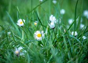Daisy © OHDESIGN