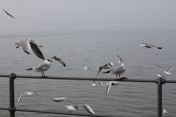 White seagulls perched on the railing in a foggy weather on the coast of Lake Constance (Bodensee) in Bregenz, Vorarlberg, Austria.