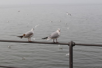 White seagulls perched on the railing in a foggy weather on the coast of Lake Constance (Bodensee) in Bregenz, Vorarlberg, Austria.