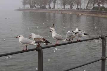 White seagulls perched on the railing in a foggy weather on the coast of Lake Constance (Bodensee) in Bregenz, Vorarlberg, Austria.