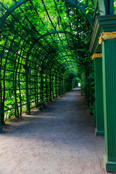 Metal arched tunnel covered with green climbing plants in old city park Summer Garden in St. Petersburg, Russia