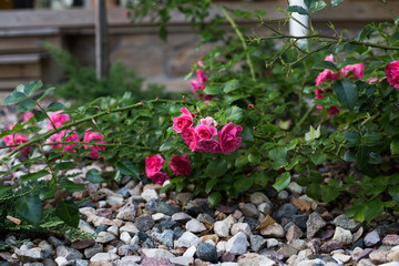 Beautiful branch of bush of pink red rose growing among colored stones on background of blurred wall of house. Cute home garden flowers. Sick branch of rose bush without flowers and leaves.