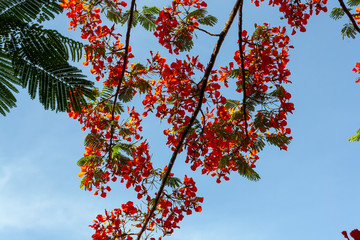 Flamboyant Vermelho IMG_9877
