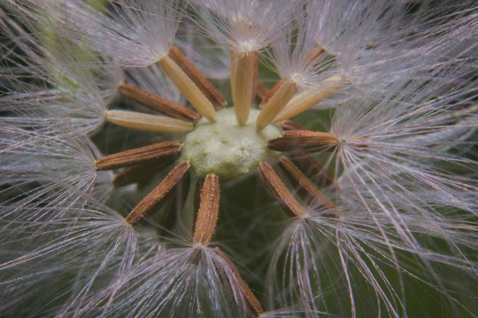 Macro shot closeup beautiful dandelion flower seeds