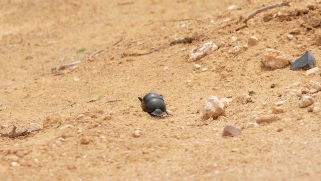 A female Flightless Dung Beetle rolling a small dung ball down a hill to eat later on a hot day in Addo Elephant Park, South Africa.