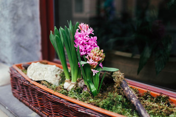 Pink hyacinths grow in pot on street by cafe restaurant entrance. Spring flowers decoration. Exterior design