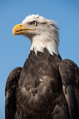 Falconry Photos