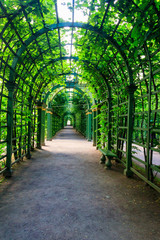 Metal arched tunnel covered with green climbing plants in old city park Summer Garden in St. Petersburg, Russia