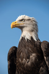Falconry Photos