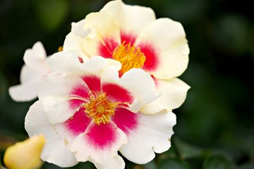 rot-weisses Blütenduo