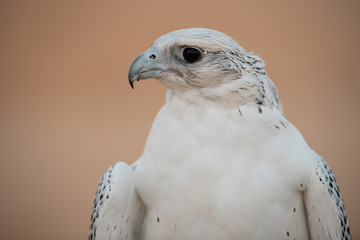 Falconry Photos