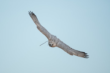 Falconry Photos