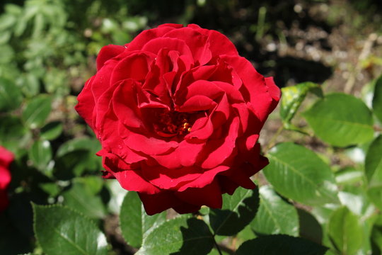 Natural single red rose on the branch