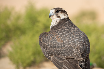 Falconry Photos