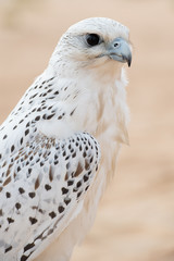 Falconry Photos