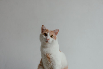 Portrait of domestic red cat. Cute young cat sitting in front and looking at camera. Curious young...