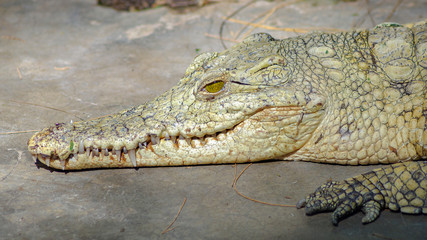 Crocodile head