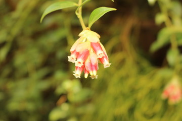 Bunch of pink 