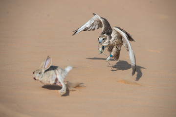 Falconry Photos
