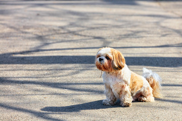 A Shitsu dog is sitting on the asphalt sidewalk in a sunny spring day.