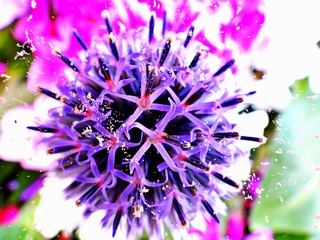 Nahaufnahme Blumenblüte