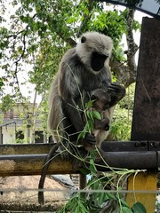 Gray Langur