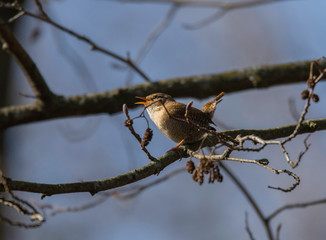 Wren on a branch in a park in the district Bromma in Stockholm