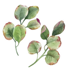Watercolor  set of green leaves isolate in white background.