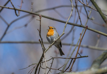 Robin on a branch in a park in the district Bromma in Stockholm