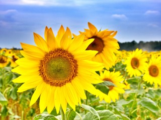 Obraz premium große Sonnenblumenblüte
